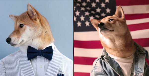 日本柴犬代言男装成“潮模” 已有14多万粉丝 