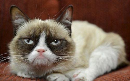 美国一宠物猫身价达6亿元超奥斯卡影帝 美国一宠物猫身价达6亿元超奥斯卡影帝