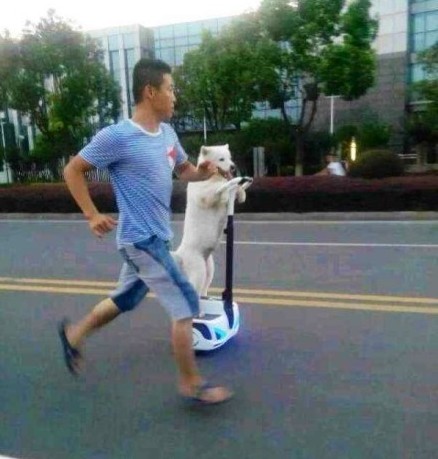 狗狗驾车