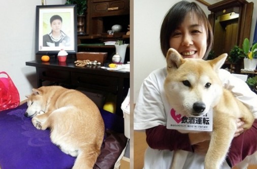 日本少年遇车祸身亡忠心 柴犬灵前守候多年