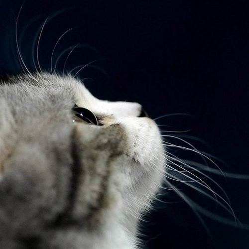 坐天航飞机能“带”宠物猫狗